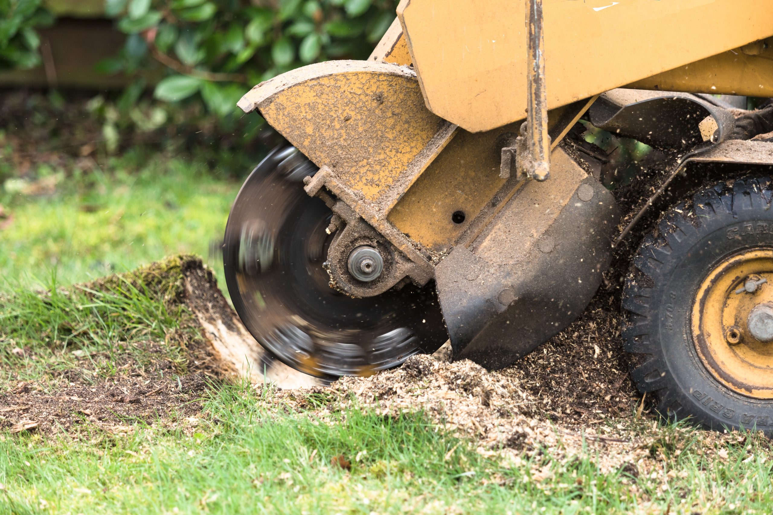 Stump grinder in action